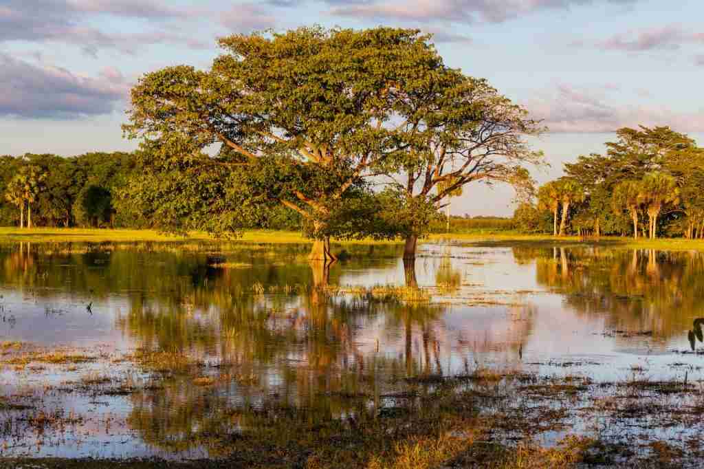 Flooded field