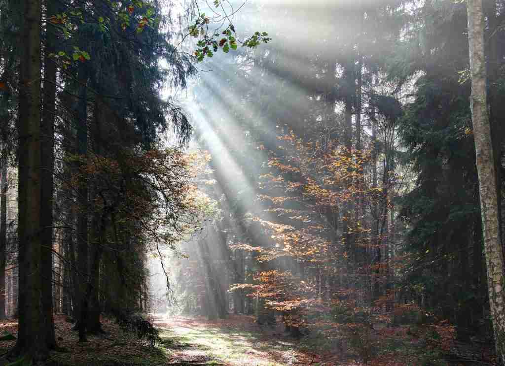 God beams - sunbeams in the morning forest
