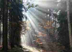 God beams - sunbeams in the morning forest