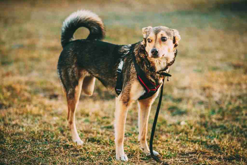 Mixed Breed Medium Size Three Legged Dog Standing At Grass